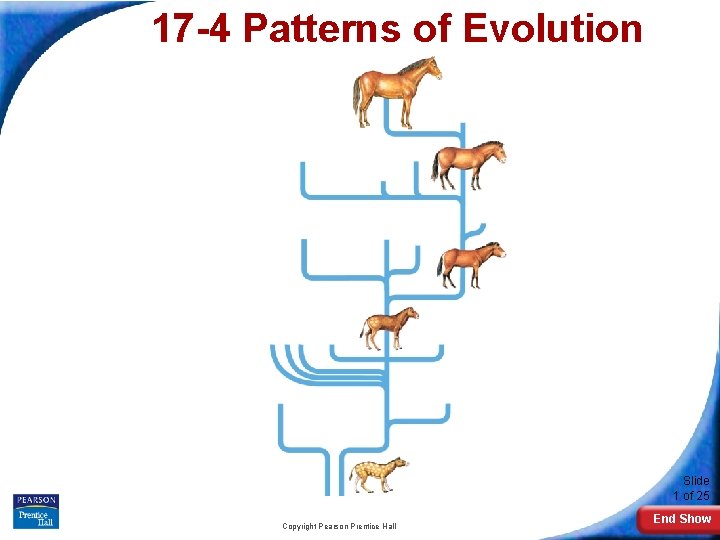 17 -4 Patterns of Evolution Slide 1 of 25 Copyright Pearson Prentice Hall End