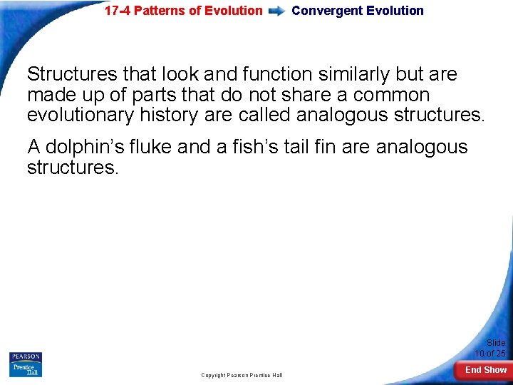 17 -4 Patterns of Evolution Convergent Evolution Structures that look and function similarly but