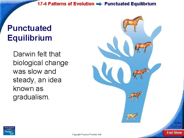 17 -4 Patterns of Evolution Punctuated Equilibrium Darwin felt that biological change was slow
