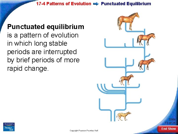 17 -4 Patterns of Evolution Punctuated Equilibrium Punctuated equilibrium is a pattern of evolution