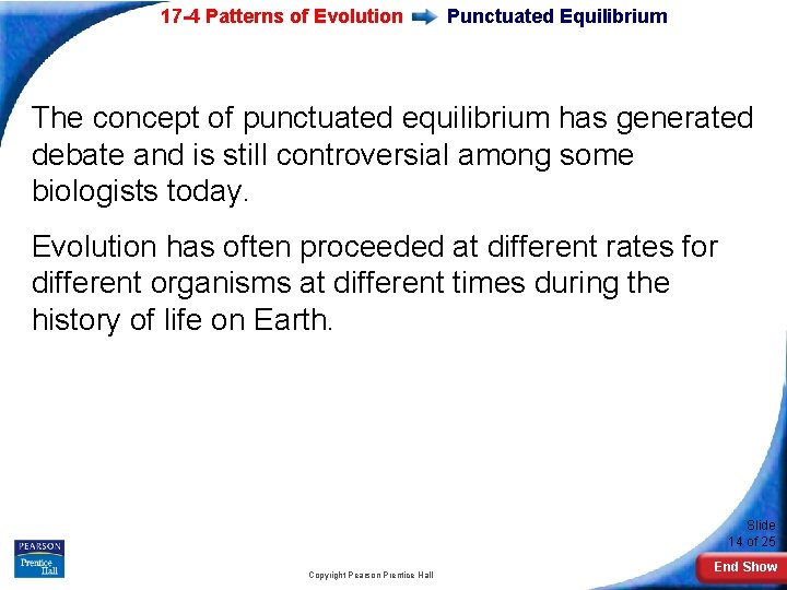 17 -4 Patterns of Evolution Punctuated Equilibrium The concept of punctuated equilibrium has generated