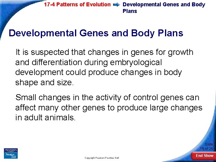 17 -4 Patterns of Evolution Developmental Genes and Body Plans It is suspected that