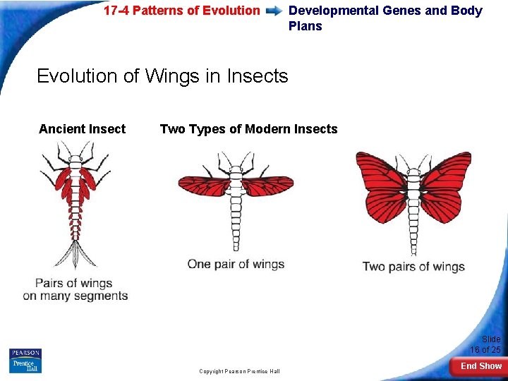 17 -4 Patterns of Evolution Developmental Genes and Body Plans Evolution of Wings in