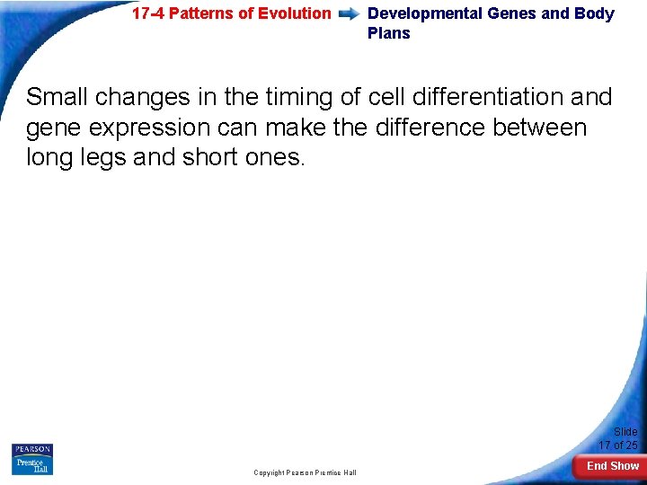 17 -4 Patterns of Evolution Developmental Genes and Body Plans Small changes in the