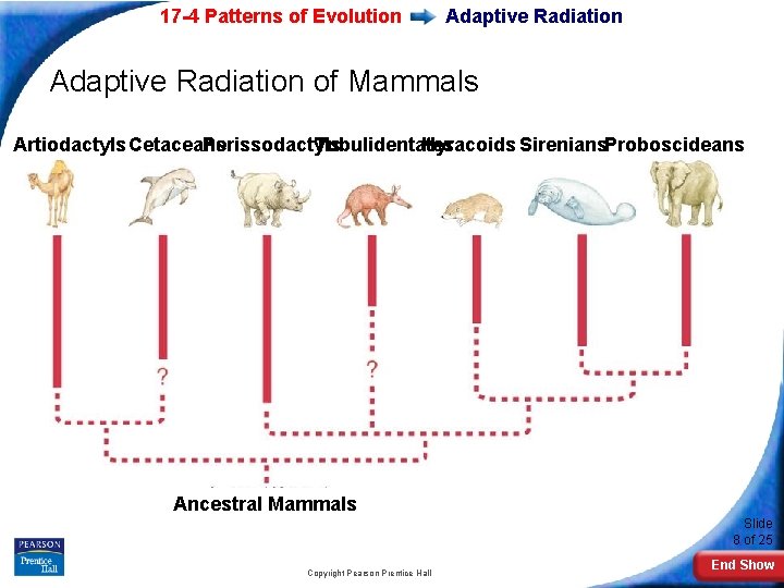 17 -4 Patterns of Evolution Adaptive Radiation of Mammals Artiodactyls Cetaceans Perissodactyls Tubulidentates Hyracoids