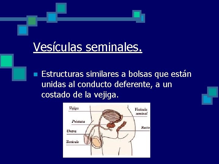 Vesículas seminales. n Estructuras similares a bolsas que están unidas al conducto deferente, a