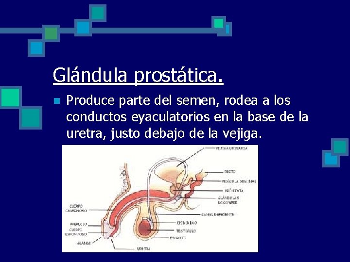 Glándula prostática. n Produce parte del semen, rodea a los conductos eyaculatorios en la