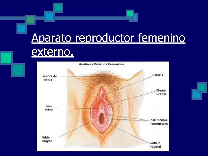 Aparato reproductor femenino externo. 