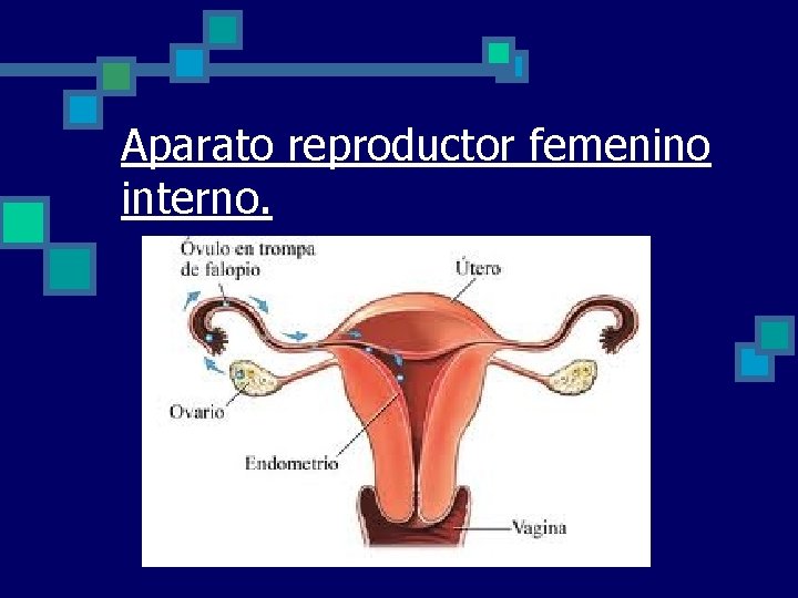 Aparato reproductor femenino interno. 