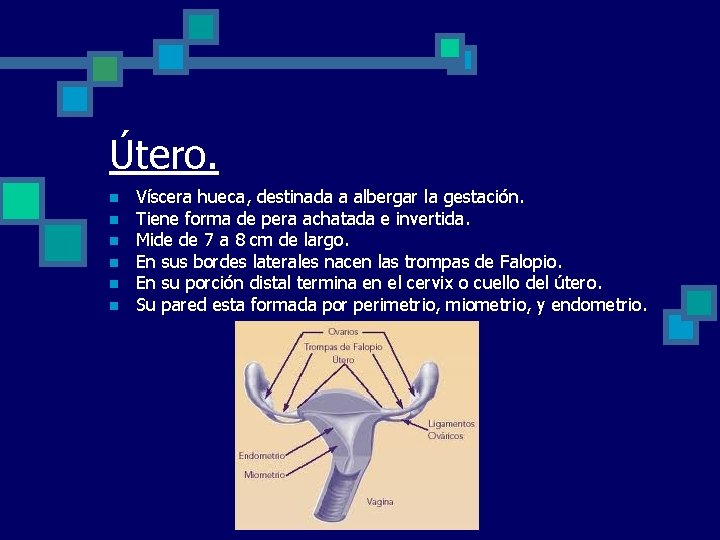 Útero. n n n Víscera hueca, destinada a albergar la gestación. Tiene forma de