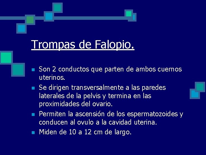 Trompas de Falopio. n n Son 2 conductos que parten de ambos cuernos uterinos.