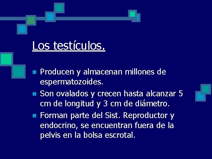 Los testículos. n n n Producen y almacenan millones de espermatozoides. Son ovalados y
