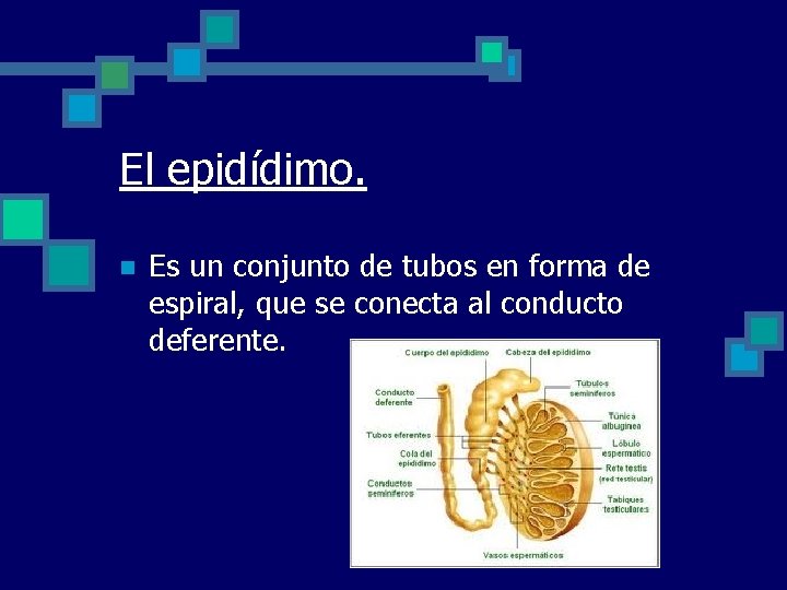 El epidídimo. n Es un conjunto de tubos en forma de espiral, que se