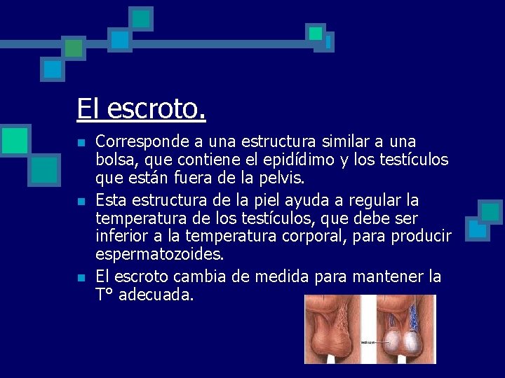 El escroto. n n n Corresponde a una estructura similar a una bolsa, que
