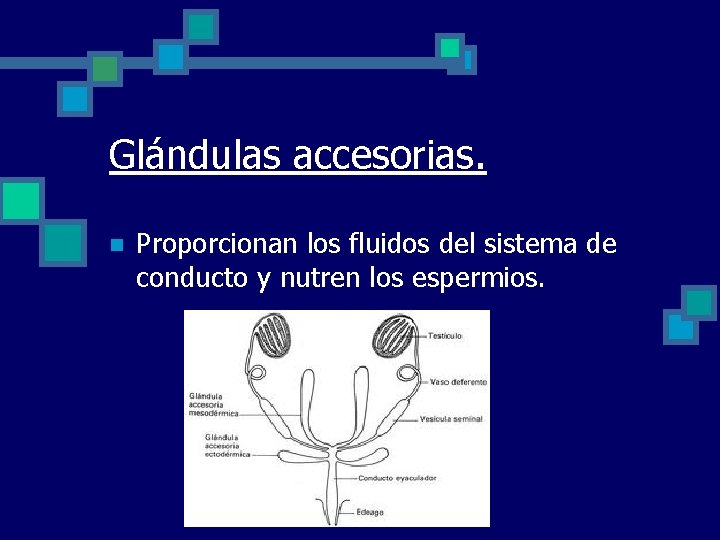 Glándulas accesorias. n Proporcionan los fluidos del sistema de conducto y nutren los espermios.