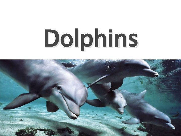 Dolphins 