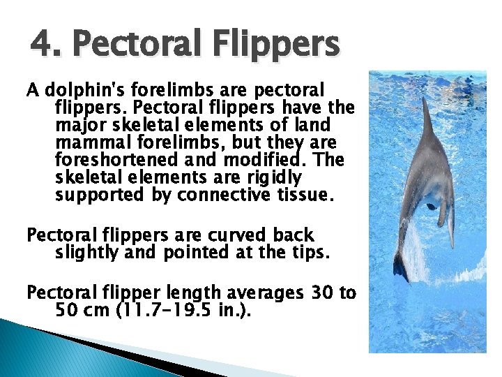 4. Pectoral Flippers A dolphin's forelimbs are pectoral flippers. Pectoral flippers have the major