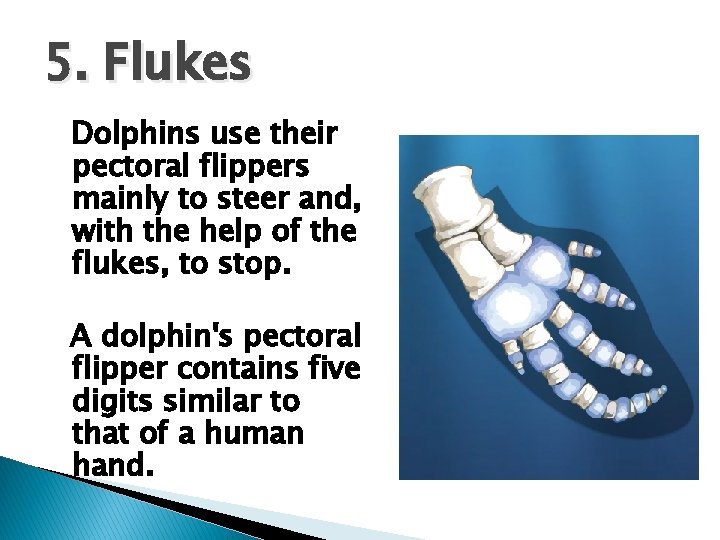 5. Flukes Dolphins use their pectoral flippers mainly to steer and, with the help