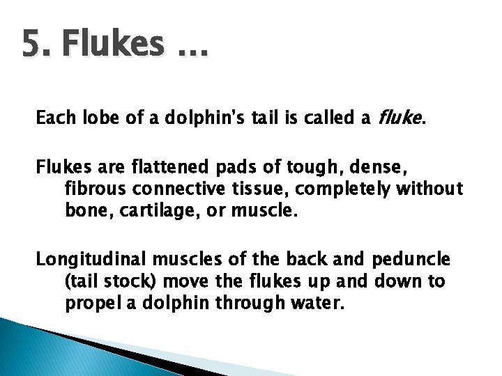 5. Flukes … Each lobe of a dolphin's tail is called a fluke. Flukes