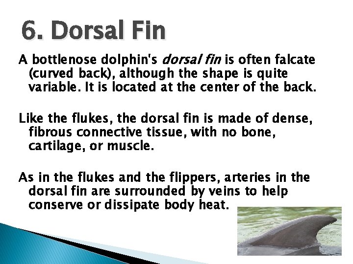 6. Dorsal Fin A bottlenose dolphin's dorsal fin is often falcate (curved back), although