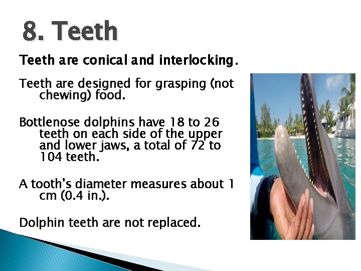 8. Teeth are conical and interlocking. Teeth are designed for grasping (not chewing) food.