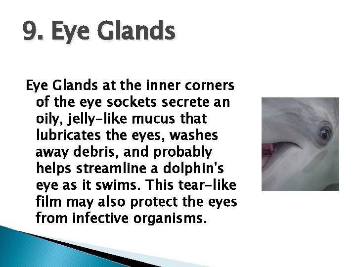 9. Eye Glands at the inner corners of the eye sockets secrete an oily,