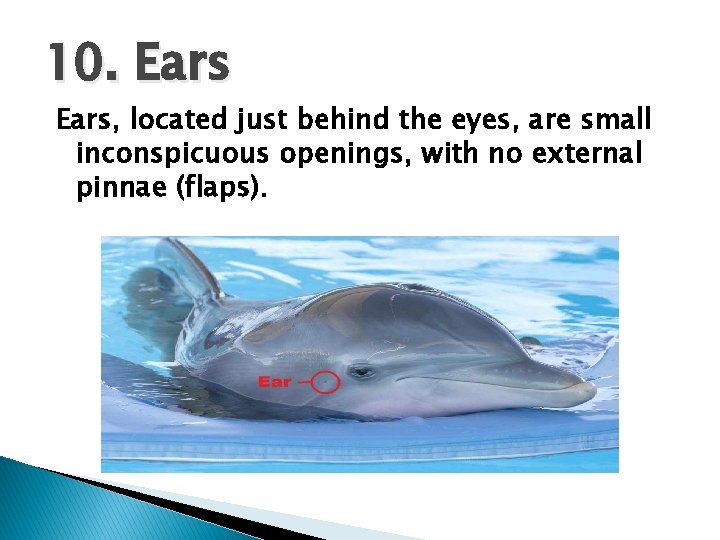10. Ears, located just behind the eyes, are small inconspicuous openings, with no external