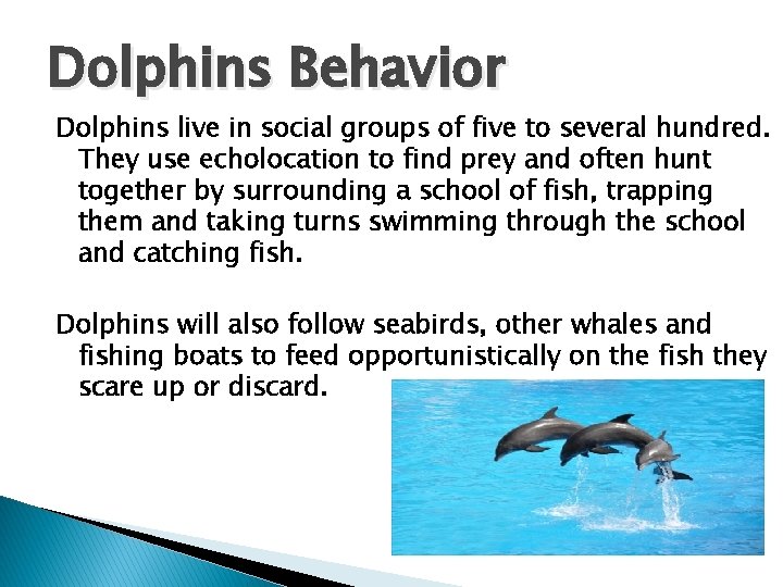 Dolphins Behavior Dolphins live in social groups of five to several hundred. They use