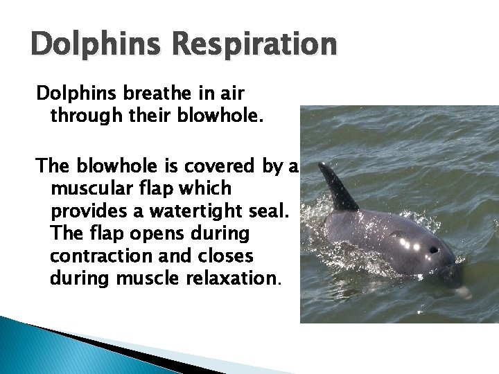 Dolphins Respiration Dolphins breathe in air through their blowhole. The blowhole is covered by