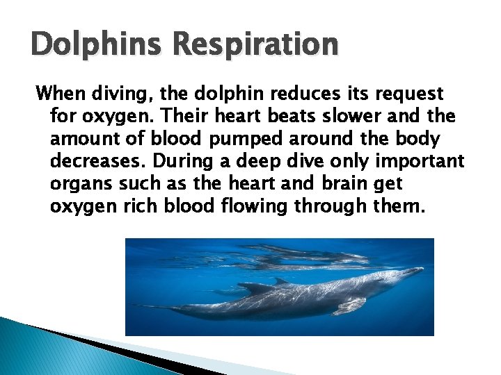 Dolphins Respiration When diving, the dolphin reduces its request for oxygen. Their heart beats