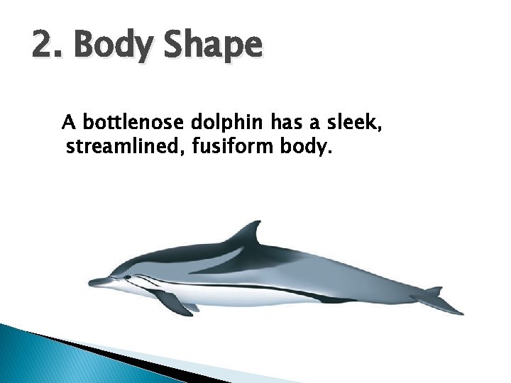 2. Body Shape A bottlenose dolphin has a sleek, streamlined, fusiform body. 