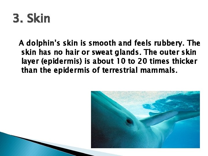 3. Skin A dolphin’s skin is smooth and feels rubbery. The skin has no