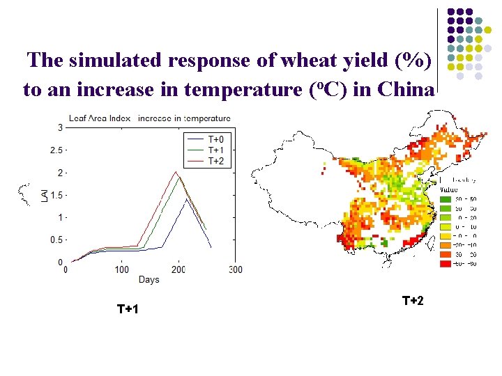 The simulated response of wheat yield (%) to an increase in temperature (o. C)