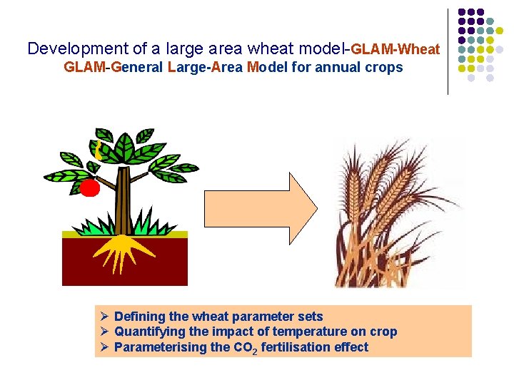 Development of a large area wheat model-GLAM-Wheat GLAM-General Large-Area Model for annual crops 
