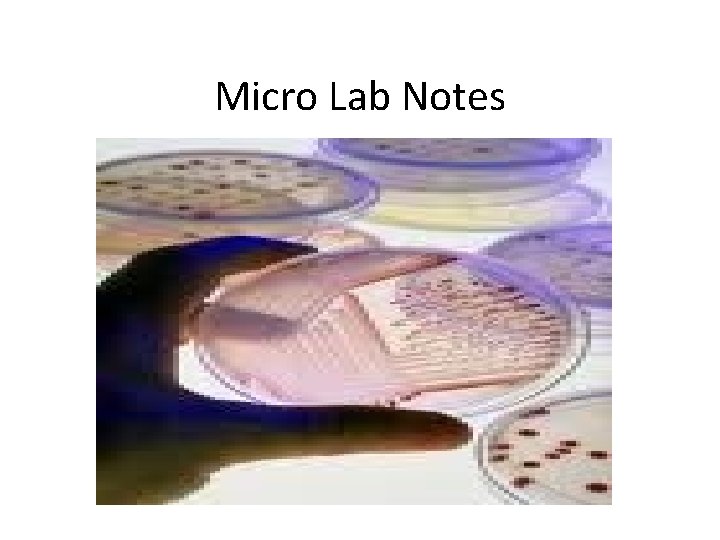 Micro Lab Notes 