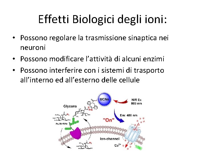 Effetti Biologici degli ioni: • Possono regolare la trasmissione sinaptica nei neuroni • Possono