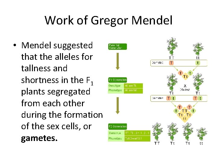 Work of Gregor Mendel • Mendel suggested that the alleles for tallness and shortness