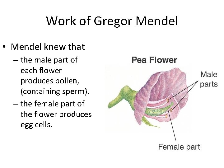 Work of Gregor Mendel • Mendel knew that – the male part of each