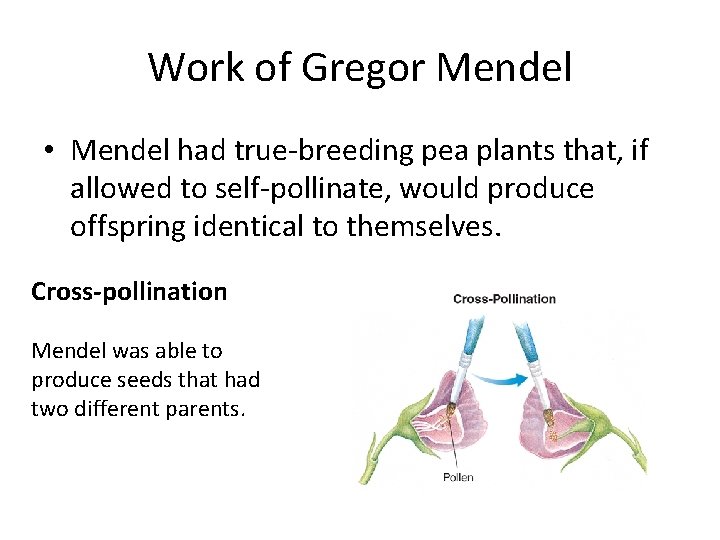 Work of Gregor Mendel • Mendel had true-breeding pea plants that, if allowed to