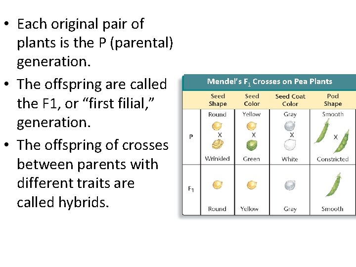  • Each original pair of plants is the P (parental) generation. • The