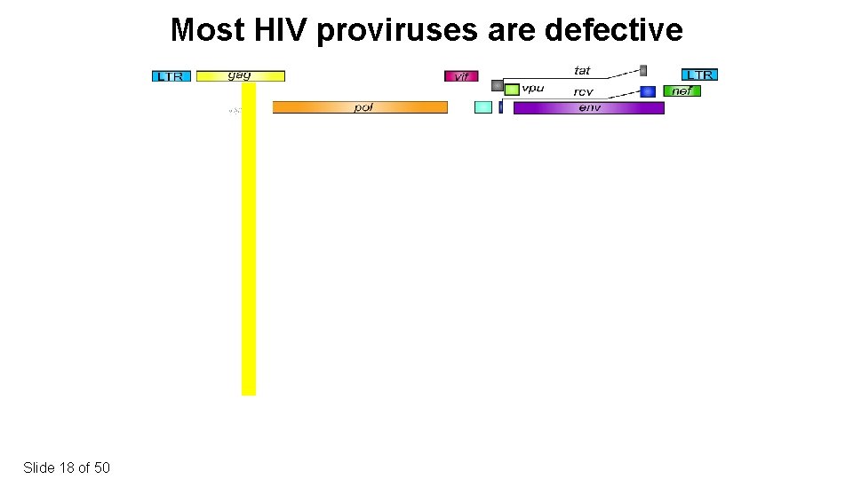 Most HIV proviruses are defective Slide 18 of 50 Intact provirus Ho et al,