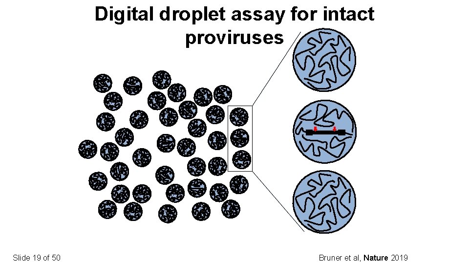 Digital droplet assay for intact proviruses Slide 19 of 50 Bruner et al, Nature