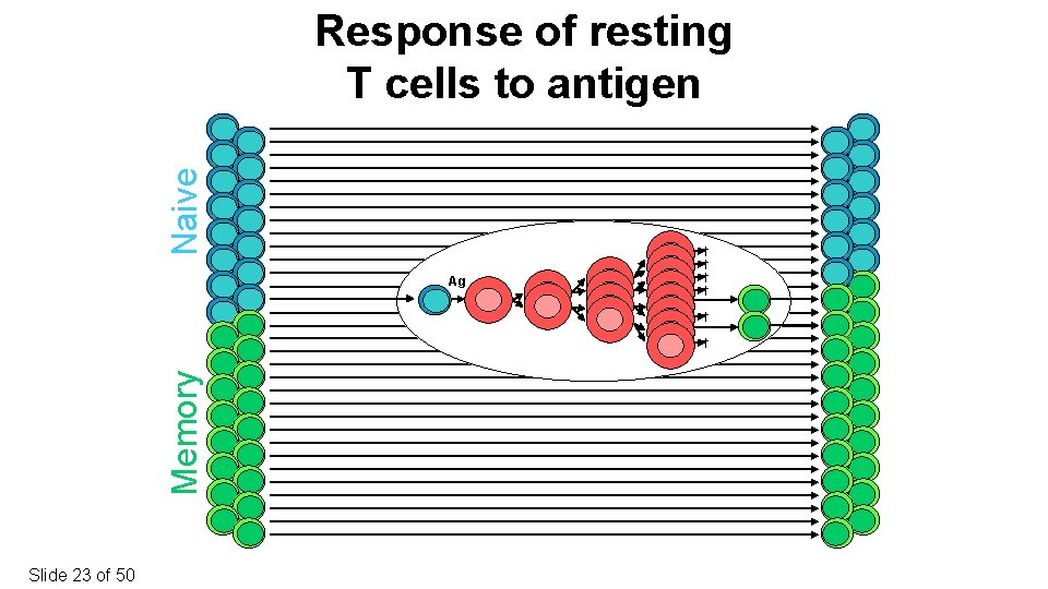 Naive Response of resting T cells to antigen Ag † † † Memory †