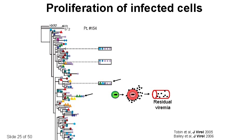 Proliferation of infected cells Time post entry (d) Plasma Proviral sequences from resting CD