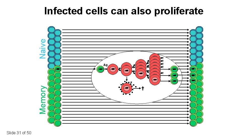 Naive Infected cells can also proliferate † † Ag Memory † Slide 31 of