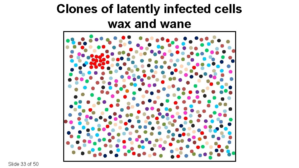 Clones of latently infected cells wax and wane Slide 33 of 50 