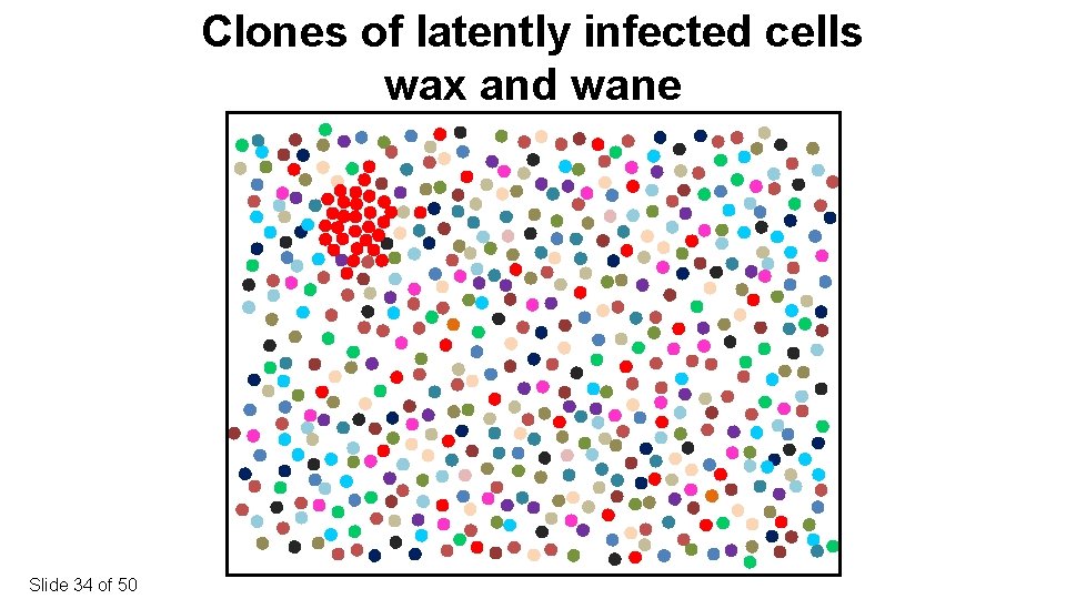 Clones of latently infected cells wax and wane Slide 34 of 50 