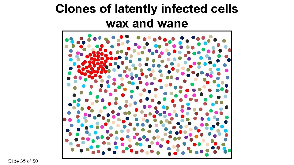 Clones of latently infected cells wax and wane Slide 35 of 50 