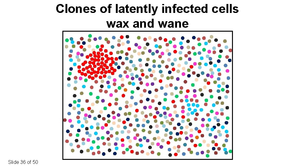 Clones of latently infected cells wax and wane Slide 36 of 50 