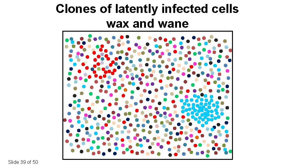 Clones of latently infected cells wax and wane Slide 39 of 50 